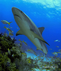 Beautiful Reef Shark flying at Sharks Paradise with the '... by Gary Curtis 